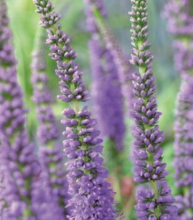 Veronica spicata 'Atomic Sky Ray'